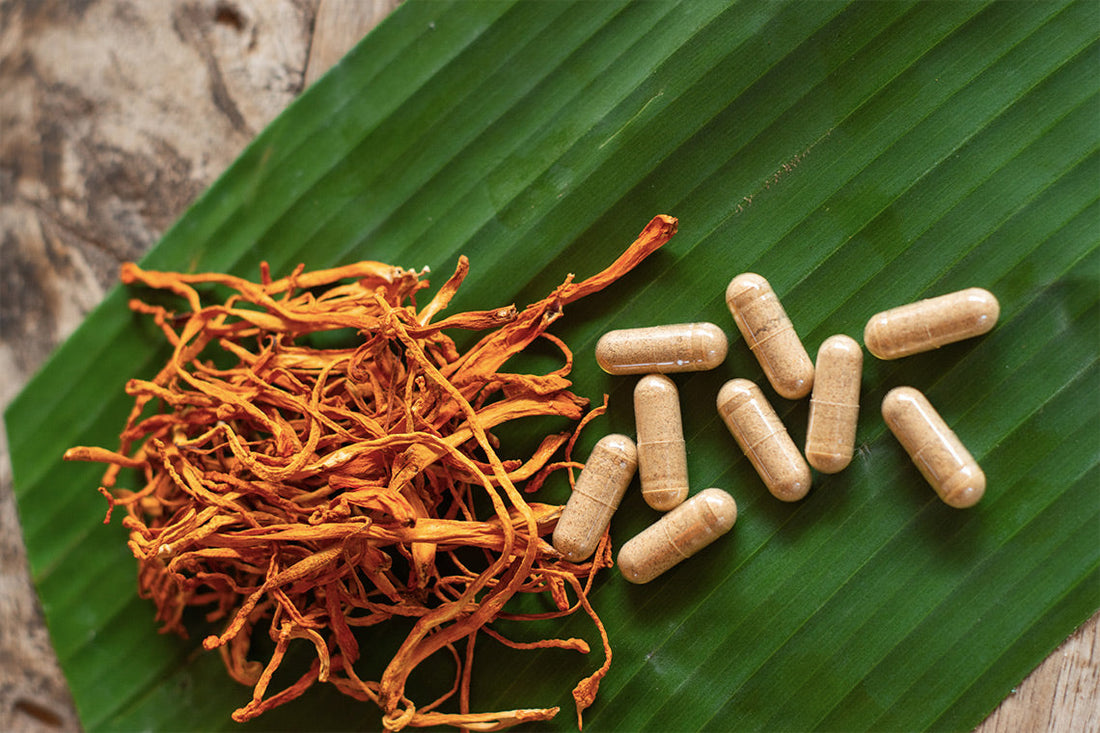 Cordyceps – naturalny booster energii i wydolności organizmu