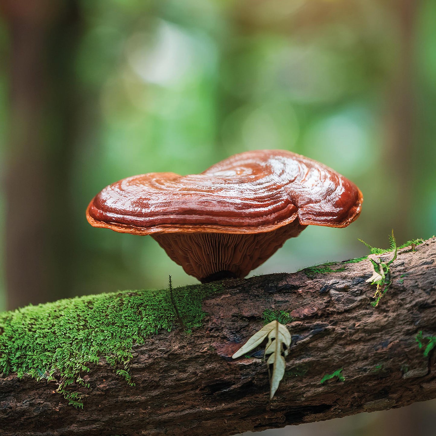 Adaptozen REISHI ekstrakt z lakownicy żółtawej, 60 kapsułek